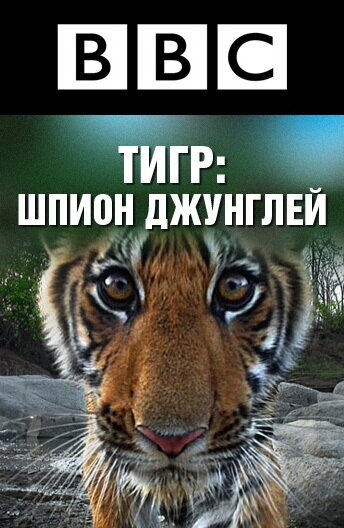 BBC: Тигр — Шпион джунглей постер