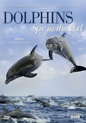 Дельфины скрытой камерой постер